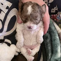 Merle Merry, a female Cockapoo for sale in Bristow, OK – Photo 4 of 6