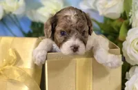 Merle Merry, a female Cockapoo for sale in Bristow, OK – Photo 5 of 6