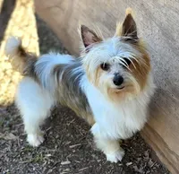 Scout, a male Yorkshire Terrier for sale in Bristow, OK – Photo 2 of 4