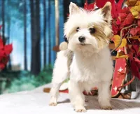 Scout, a male Yorkshire Terrier for sale in Bristow, OK – Photo 4 of 4