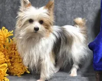 Scout, a male Yorkshire Terrier for sale in Bristow, OK – Photo 3 of 4