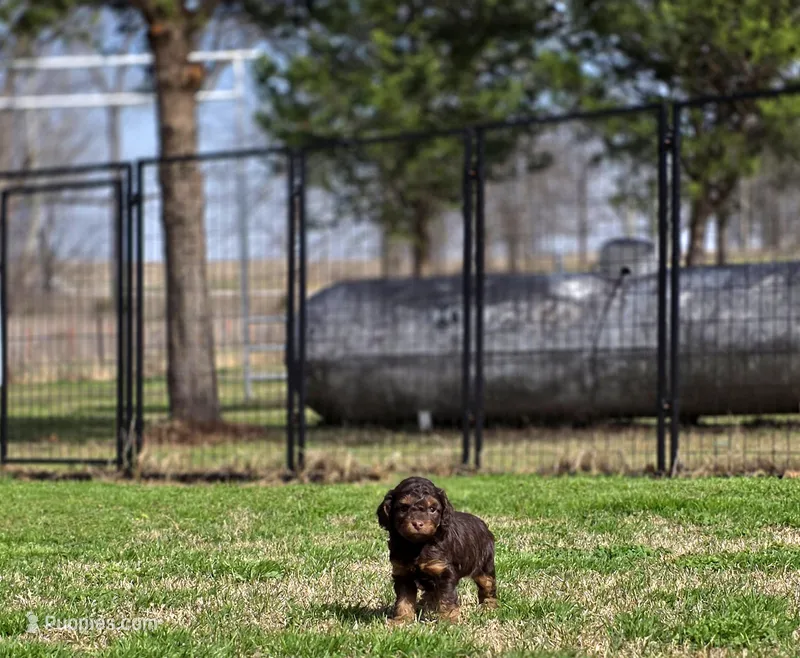 Brn Phantom Rdy Easter  – Cockapoo puppy for sale in Bristow, OK