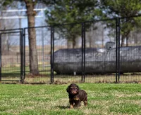 Brn Phantom Frisky, a male Cockapoo for sale in Bristow, OK – Photo 1 of 7