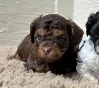 Brn Phantom Frisky, a male Cockapoo for sale in Bristow, OK – Photo 7 of 7