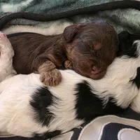 Brn Phantom Frisky, a male Cockapoo for sale in Bristow, OK – Photo 5 of 7