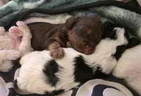 Brn Phantom Rdy Easter , a male Cockapoo for sale in Bristow, OK – Photo 3 of 3
