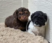 Brn Phantom Frisky, a male Cockapoo for sale in Bristow, OK – Photo 3 of 7