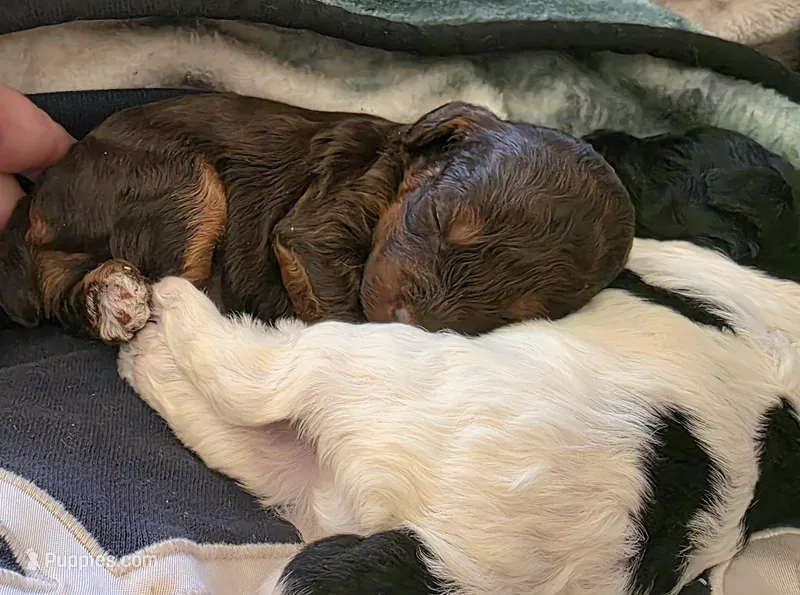 Brn Phantom Rdy Easter 