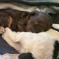 Brn Phantom Frisky, a male Cockapoo for sale in Bristow, OK – Photo 4 of 7