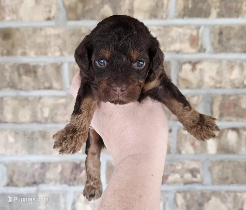 Brn Phantom Rdy Easter 