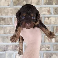 Brn Phantom Frisky, a male Cockapoo for sale in Bristow, OK – Photo 2 of 7
