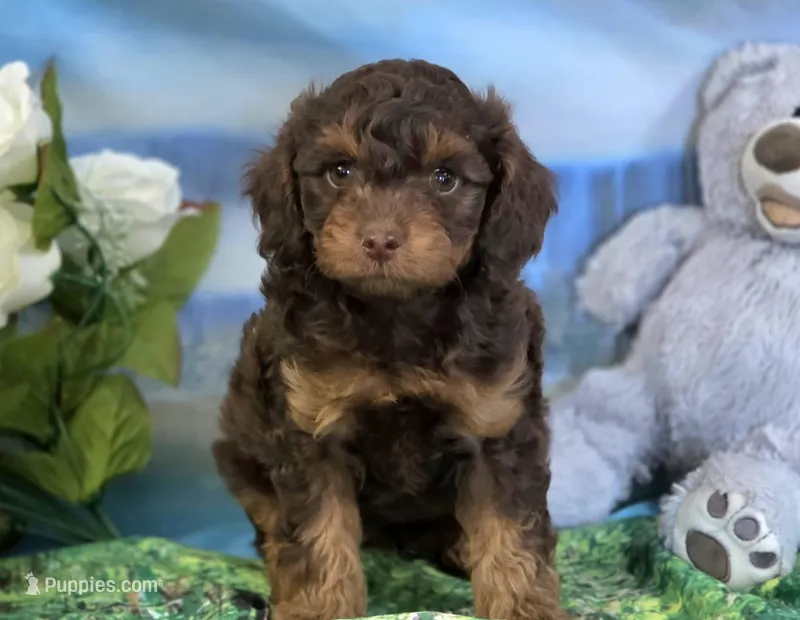Brn Phantom Frisky – Cockapoo puppy for sale in Bristow, OK
