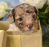 Merle Marvel, a male Cockapoo for sale in Bristow, OK – Photo 4 of 7