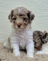 Merle Marvel, a male Cockapoo for sale in Bristow, OK – Photo 6 of 7