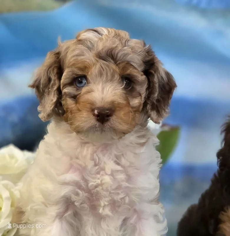 Merle Marvel – Cockapoo puppy for sale in Bristow, OK