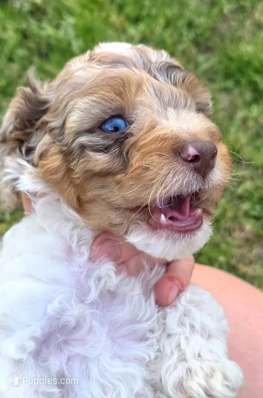 Merle Marvel – Cockapoo puppy for sale in Bristow, OK