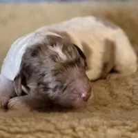 Merle Marvel, a male Cockapoo for sale in Bristow, OK – Photo 2 of 7