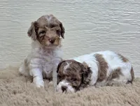 Merle Marvel, a male Cockapoo for sale in Bristow, OK – Photo 7 of 7