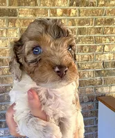 Merle Marvel, a male Cockapoo for sale in Bristow, OK – Photo 1 of 7