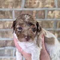 Merle Marvel, a male Cockapoo for sale in Bristow, OK – Photo 3 of 7