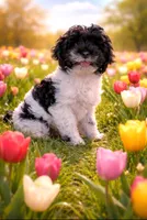 Flirt, a female Cockapoo and Poodle - Miniature  for sale in Bristow, OK – Photo 1 of 4