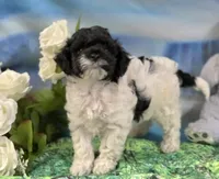Flirt, a female Cockapoo and Poodle - Miniature  for sale in Bristow, OK – Photo 4 of 4