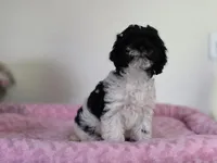 Flirt, a female Cockapoo and Poodle - Miniature  for sale in Bristow, OK – Photo 2 of 4