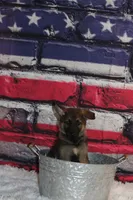 Girl, a female German Shepherd Dog for sale in South Zanesville, OH – 2 of 3