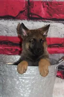 Boy, a male German Shepherd Dog for sale in South Zanesville, OH – 1 of 1