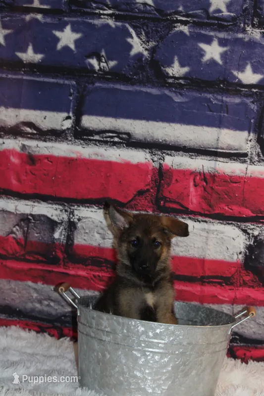 Boy – German Shepherd Dog puppy for sale in South Zanesville, OH