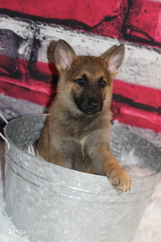 Girl – German Shepherd Dog puppy for sale in South Zanesville, OH