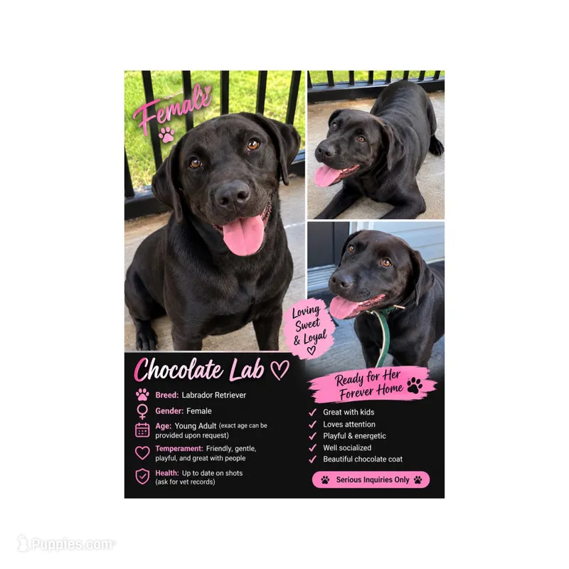 Icy – Labrador Retriever puppy for sale in Montgomery, AL