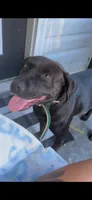 Icy, a female Labrador Retriever for sale in Montgomery, AL – 2 of 3