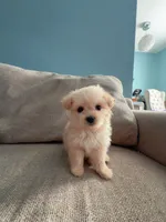 Cotton Candy, a female Maltipoo for sale in Arcadia, CA – 3 of 10