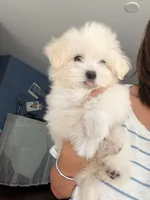 Luna, a female Maltipoo for sale in Arcadia, CA – 2 of 7