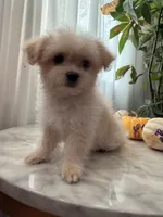 Fifi, a female Maltipoo and Maltese for sale in Arcadia, CA – 6 of 8