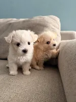 Cotton Candy, a female Maltipoo for sale in Arcadia, CA – 9 of 10