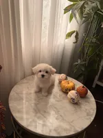 PUDDING, a female Maltipoo and Maltese for sale in Arcadia, CA – 10 of 10