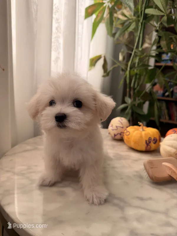 PUDDING – Maltipoo, Maltese puppy for sale in Arcadia, CA