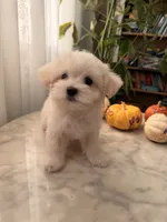 PUDDING, a female Maltipoo and Maltese for sale in Arcadia, CA – 6 of 10