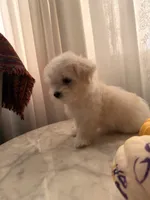 PUDDING, a female Maltipoo and Maltese for sale in Arcadia, CA – 4 of 10