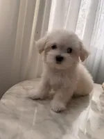 PUDDING, a female Maltipoo and Maltese for sale in Arcadia, CA – 3 of 10