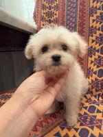 Fifi, a female Maltipoo and Maltese for sale in Arcadia, CA – 8 of 8
