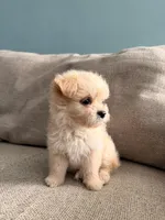Cotton Candy, a female Maltipoo for sale in Arcadia, CA – 2 of 10