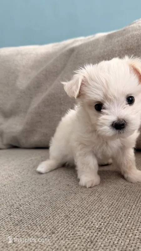 Pudding – Maltipoo puppy for sale in Arcadia, CA