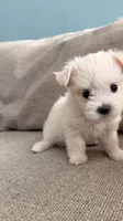 Pudding, a female Maltipoo for sale in Arcadia, CA – 1 of 1