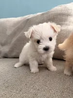 Cotton Candy, a female Maltipoo for sale in Arcadia, CA – 8 of 10