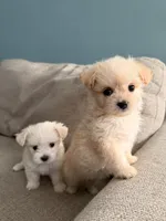 Cotton Candy, a female Maltipoo for sale in Arcadia, CA – 10 of 10