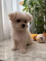 Fifi, a female Maltipoo and Maltese for sale in Arcadia, CA – 7 of 8