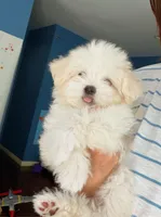 Luna, a female Maltipoo for sale in Arcadia, CA – 3 of 7